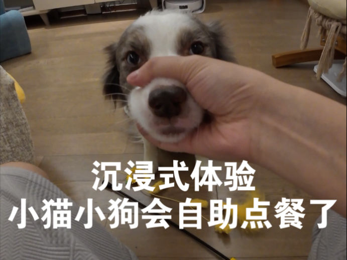 谁家小猫小狗吃饭还点菜啊..