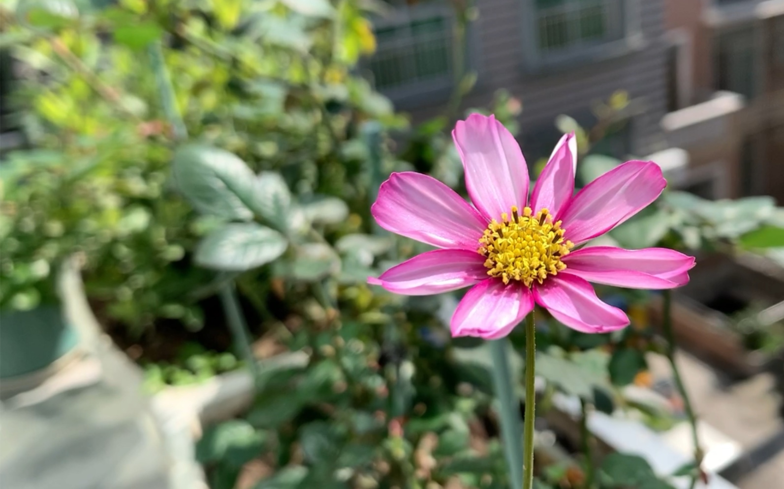 种花日记|下了半个多月的雨终于出太阳了,mini窗台小花园,有点小美好~哔哩哔哩bilibili