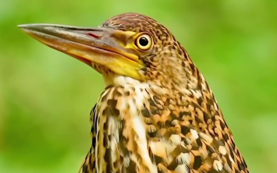 见过虎鹭吗?这种鸟身上有老虎一样的条纹和反应能力.