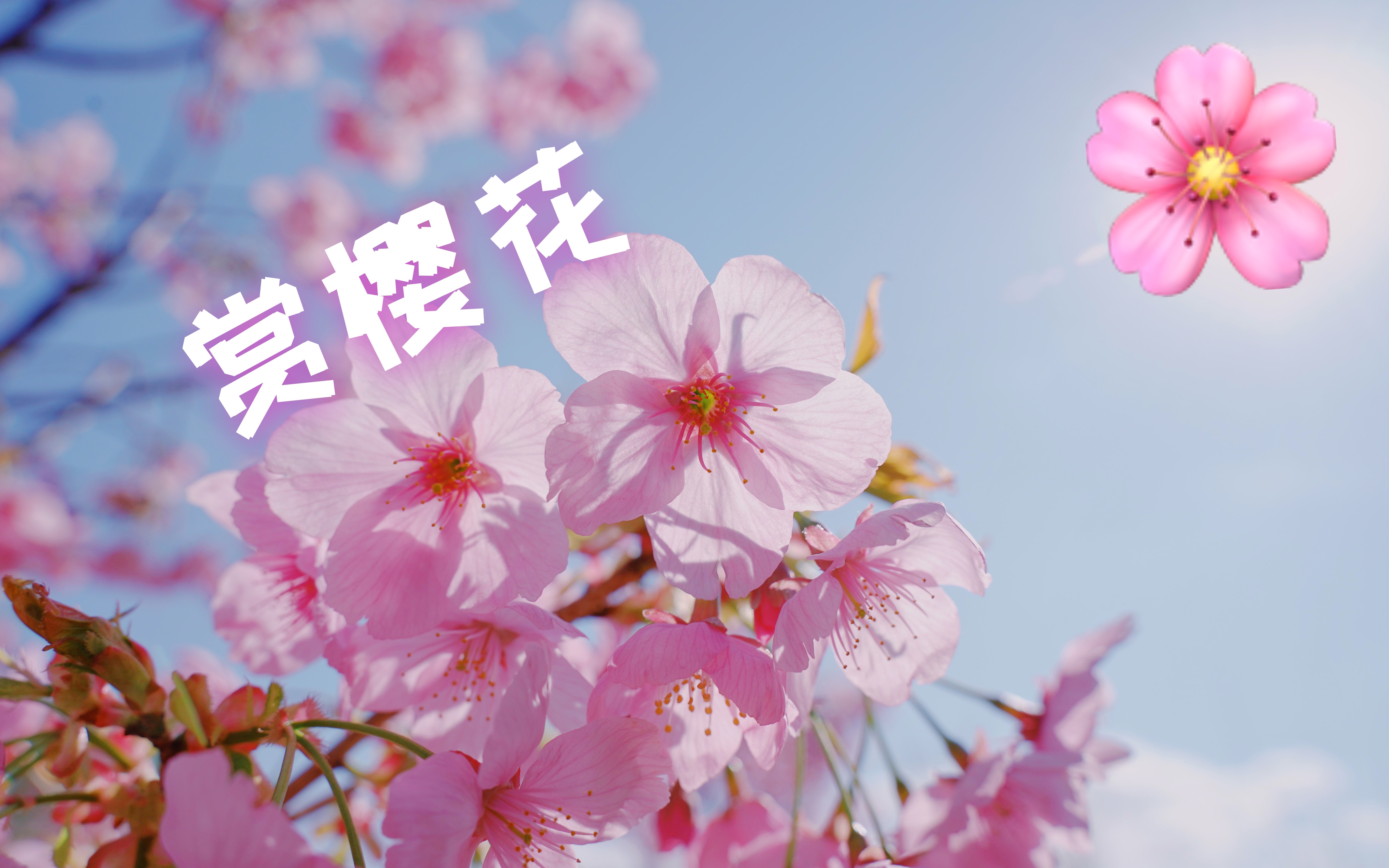 带你去看玉渊潭的樱花叭～_哔哩哔哩_bilibili