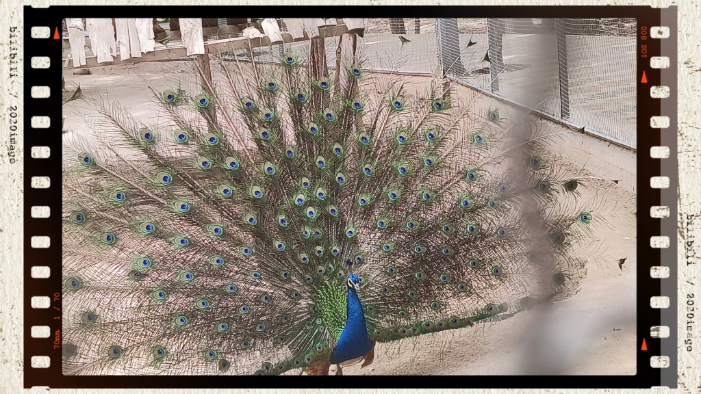 看孔雀(甘肃省武威市凉州野生动物园)