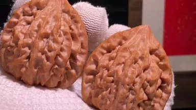 龙门涧核桃-哔哩哔哩_Bilibili