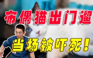 猫出门遛真的会被吓死？千万不要轻易带猫出门溜。