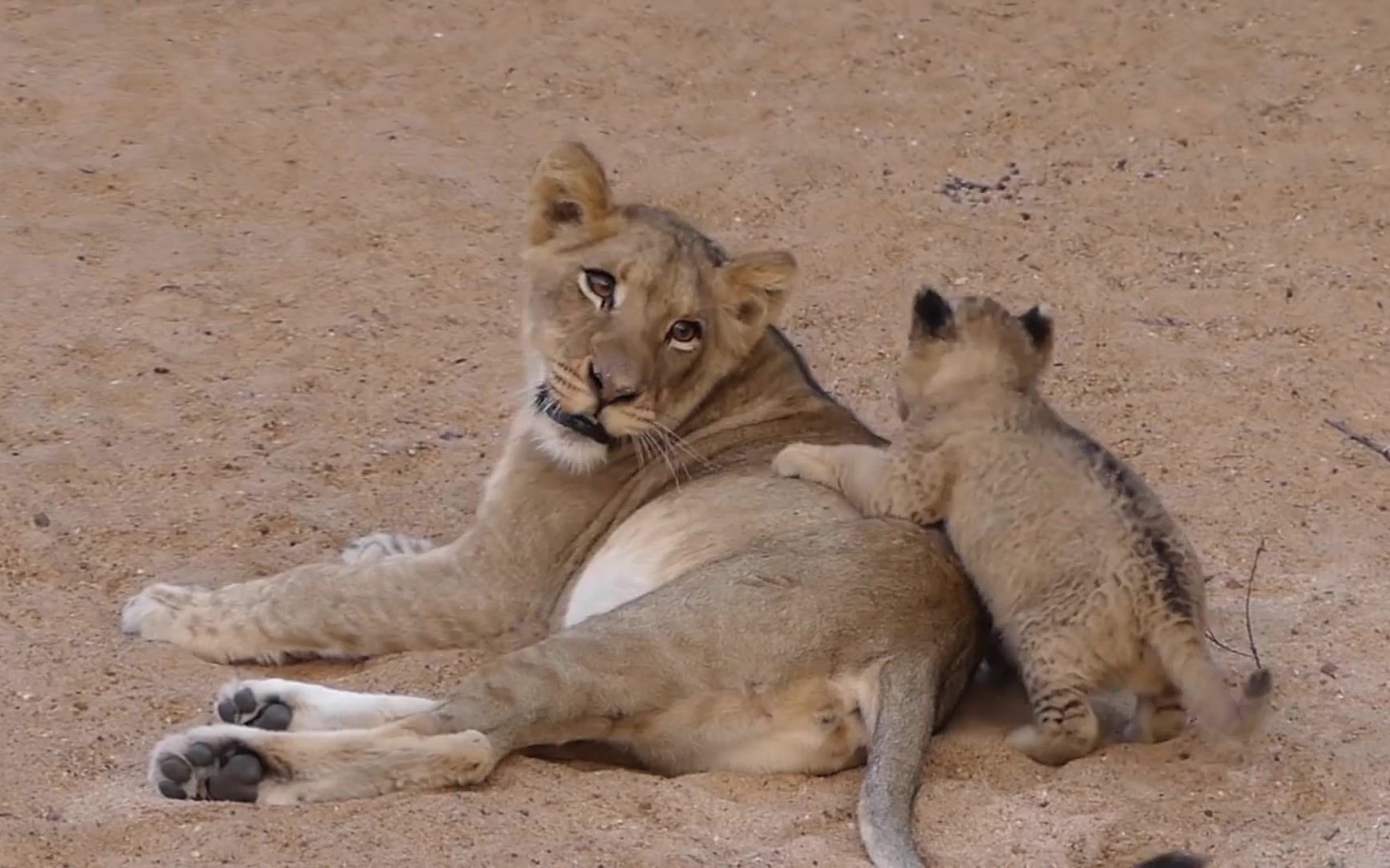 母狮子照顾小狮子图片
