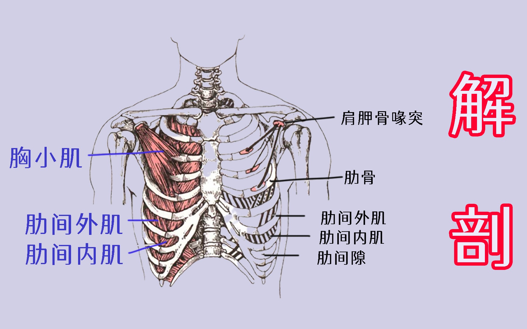 解剖 胸小肌 肋间内肌 肋间外肌哔哩哔哩bilibili