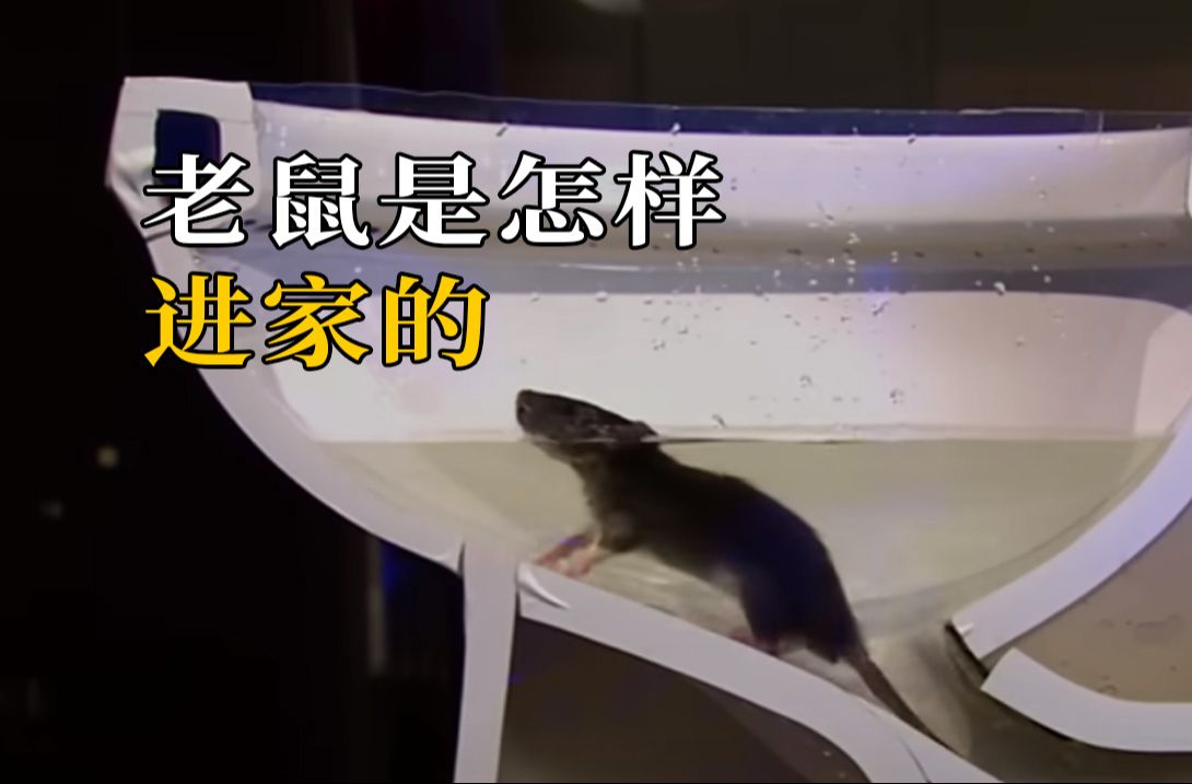 老鼠从下水道到你厕所的速度有多快