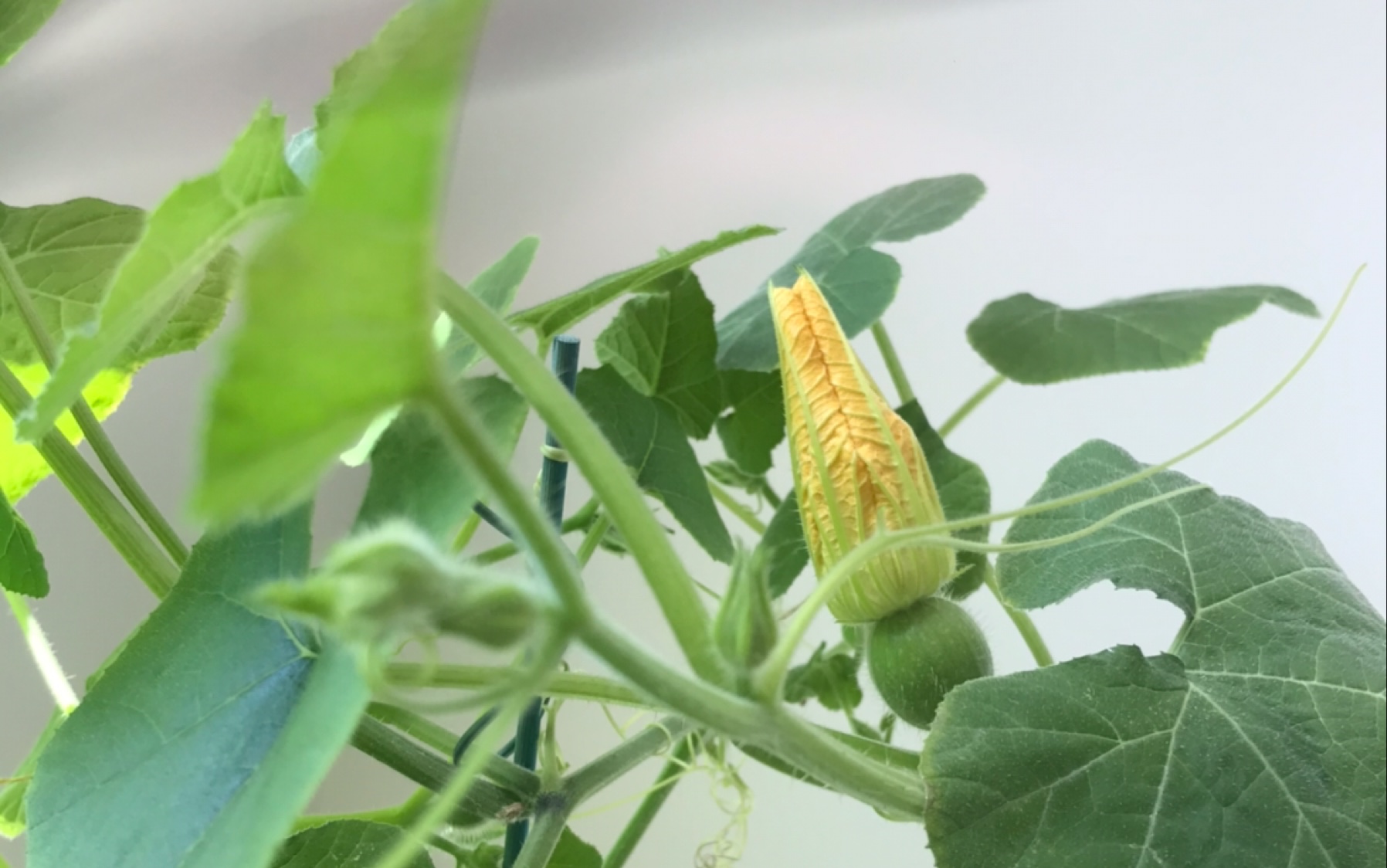 茁壮成长的盆栽南瓜