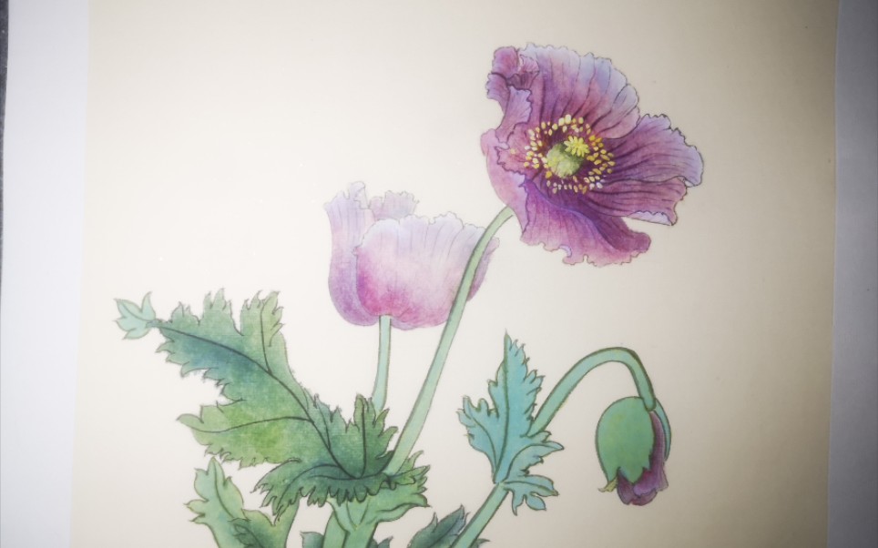 罂粟花来啦我爱画国画鸭