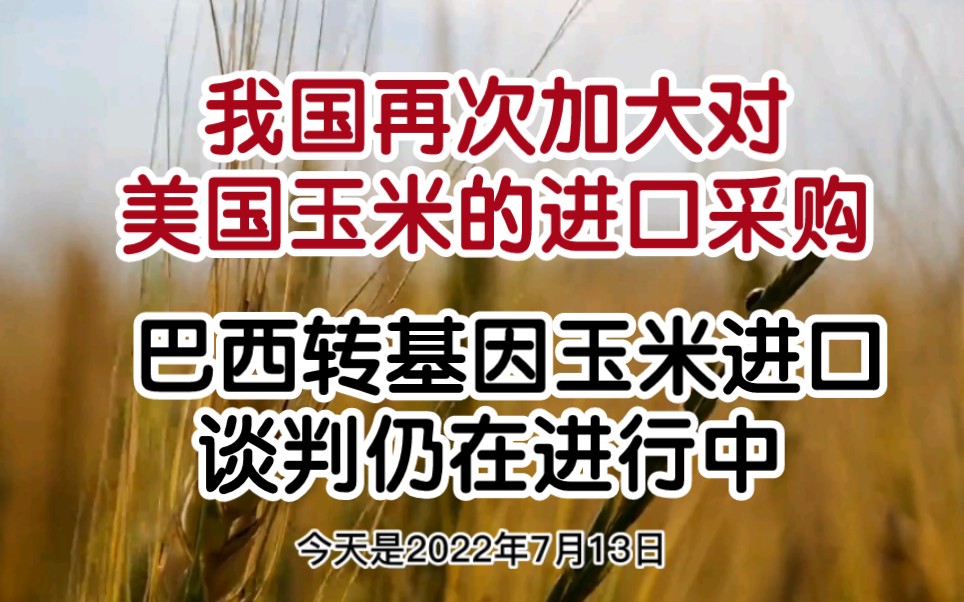 【每日观察】我国再次加大对美国玉米的进口采购, 巴西转基因玉米进口谈判仍在进行中;经济下滑预期致国际粮价走低,非洲等低收入国家仍面临供应难题...