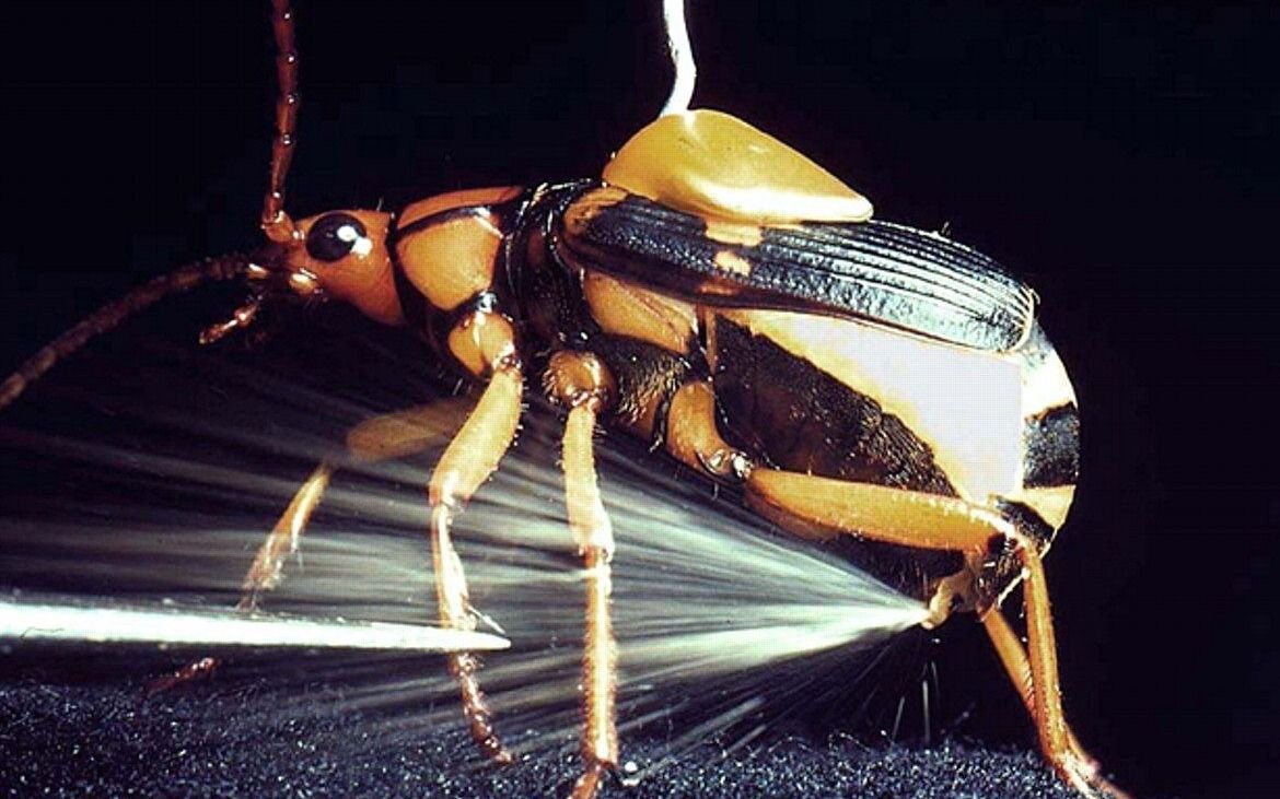 非洲炸弹虫,强大的化学战专家,可喷射100℃腐蚀性液体