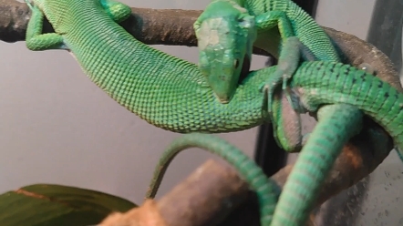 龙纹翡翠蜥交配