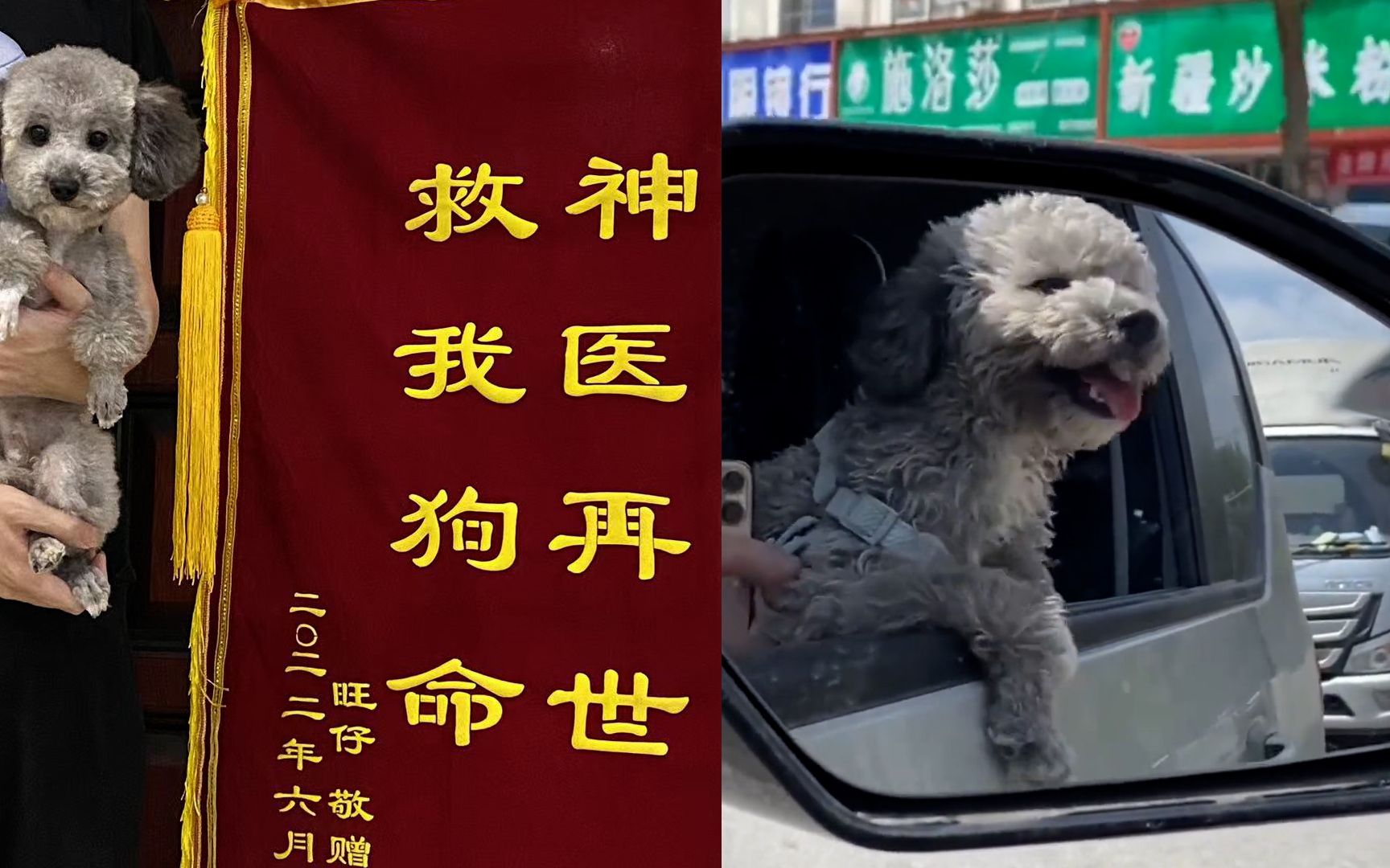 宠物医生挽救狗狗性命主人以狗子名义送锦旗致谢救我狗命