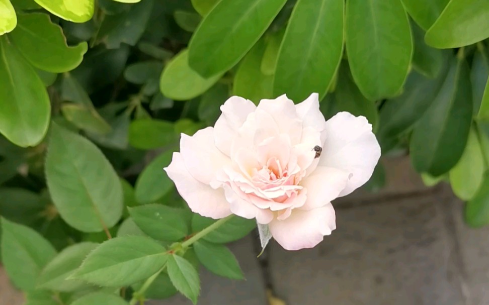 乐柏月季,夏花变粉,也小