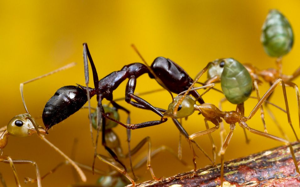 蚂蚁大战 团战 战斗场面异常激烈 黄猄蚁vs大齿猛蚁 斗蚁