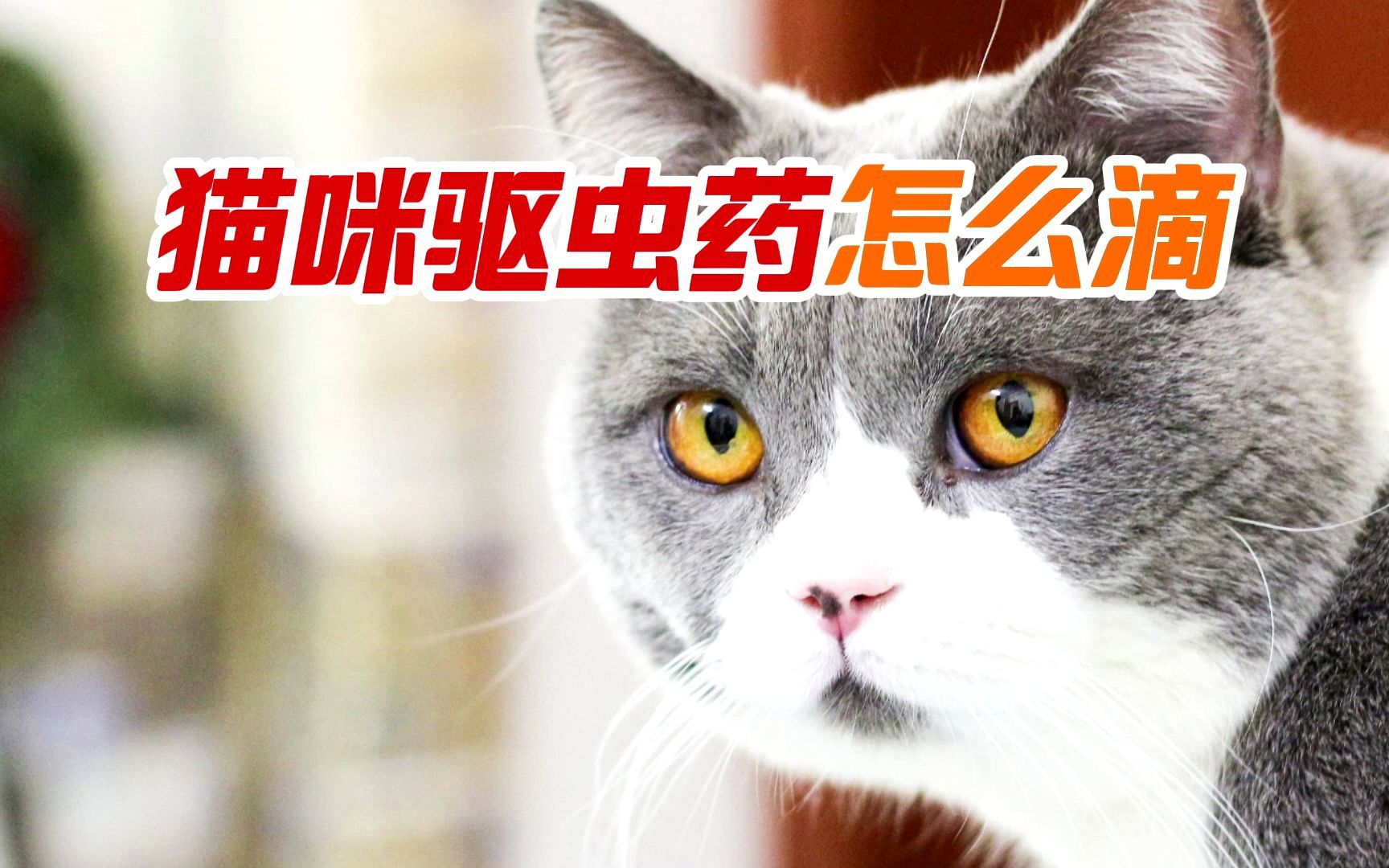 猫咪驱虫药怎么滴哔哩哔哩bilibili