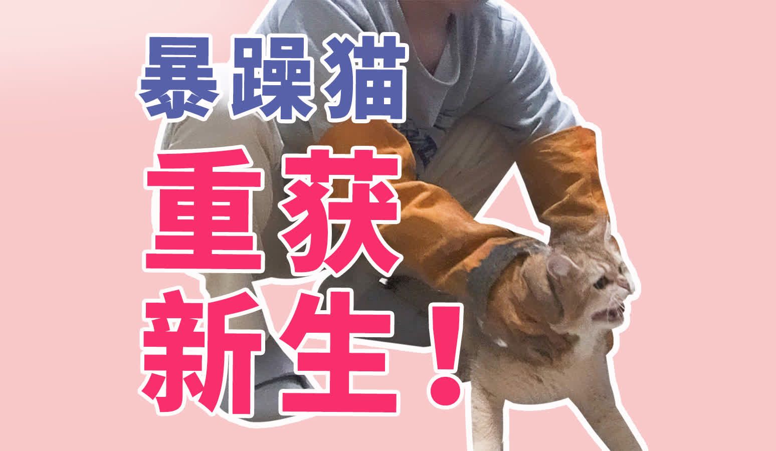 暴躁猫遭遇烂爱训猫师痛改前非重获新生哔哩哔哩bilibili