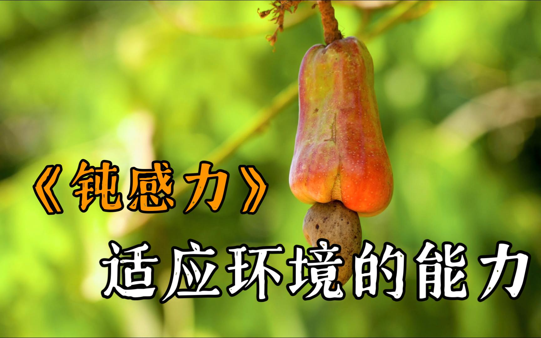 《钝感力》26-适应环境的能力