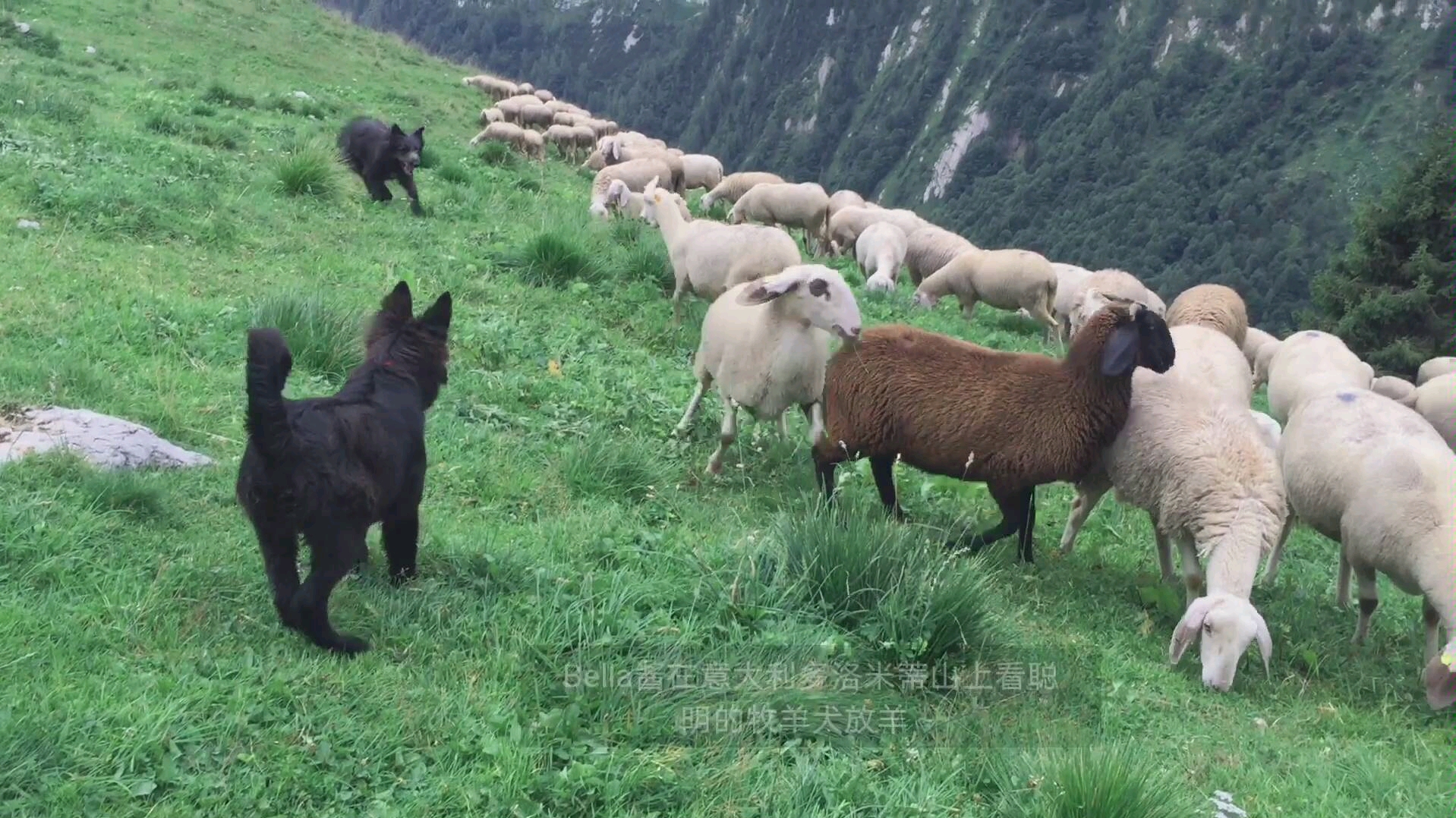 [图]【牧羊犬】在意大利山顶看到聪明可爱的牧羊犬呀～放牧羊群一把好手～