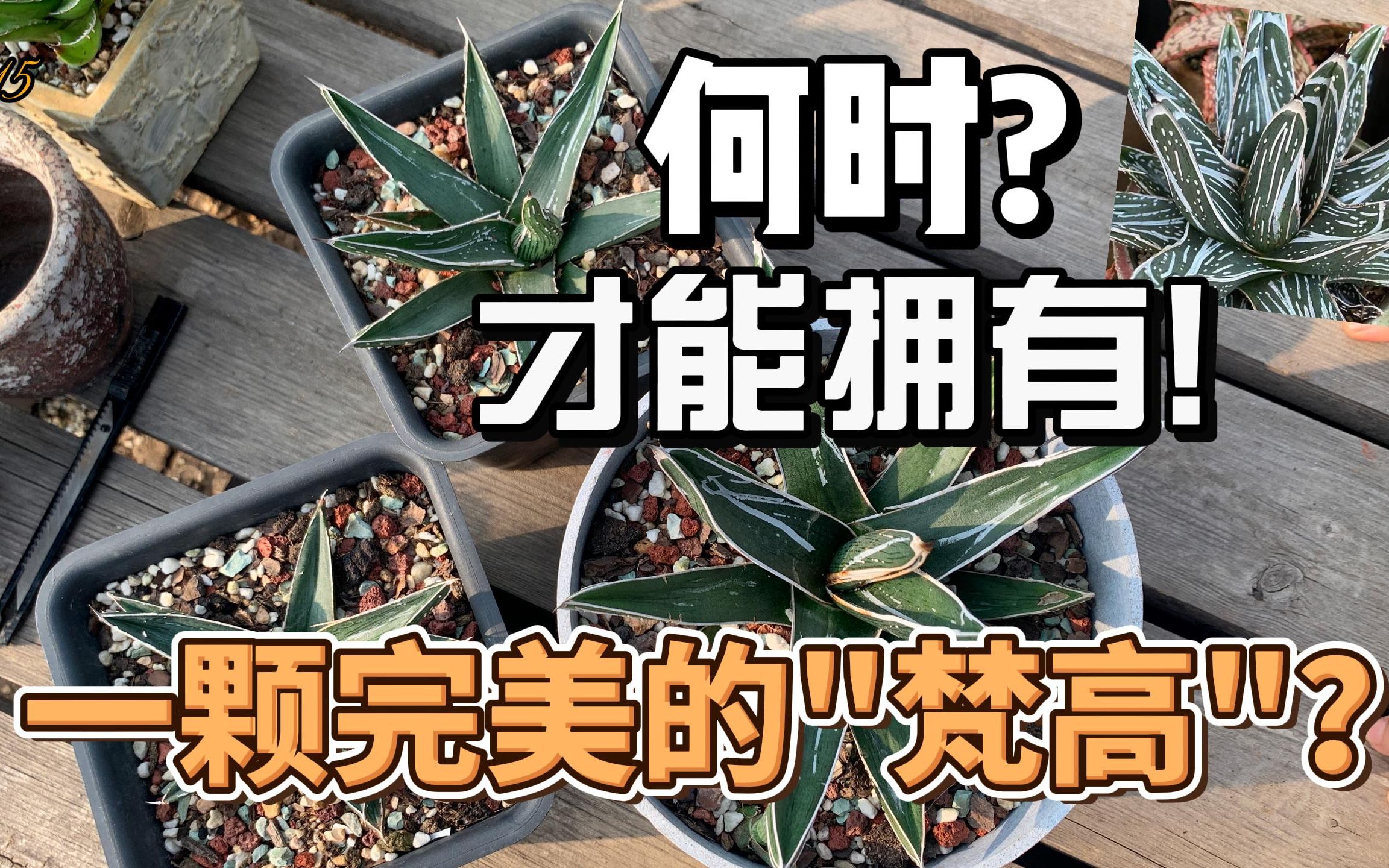 给纳瓦罗龙舌兰换个盆~# Vlog 15 |龙舌兰种植记录Agave pintilla Collection Navarro|荒漠植物|哔哩哔哩bilibili