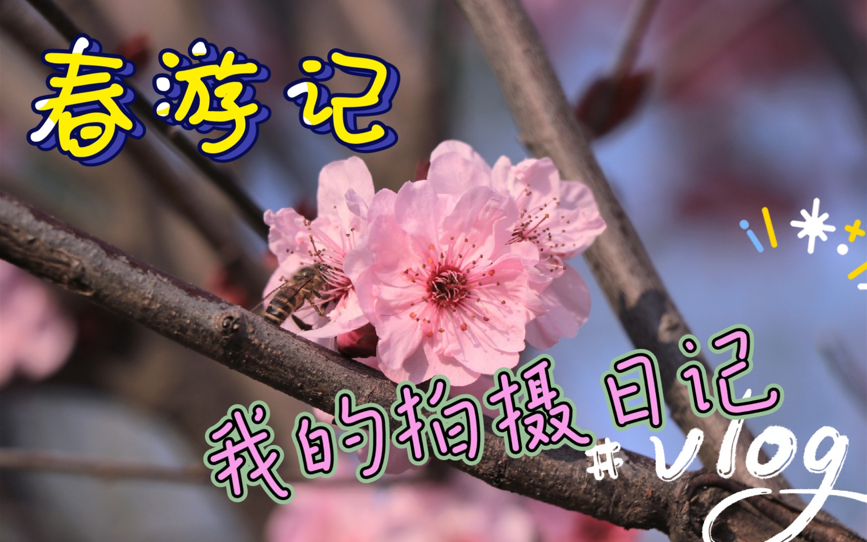 春日拍花,怎么样给花拍摄好视频,拍摄技巧分享哔哩哔哩bilibili