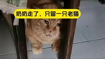 Download Video: 奶奶走了，只留了一只老猫给我！