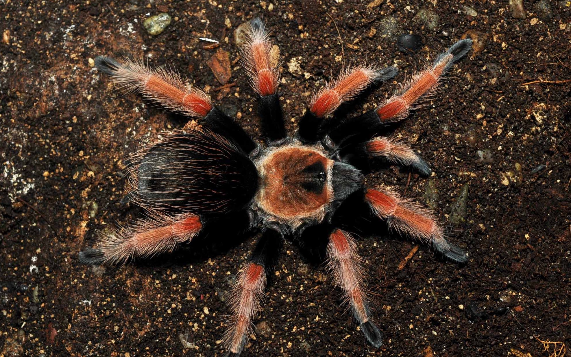 【捕鸟蛛】延时摄影,墨西哥火脚蜕皮全过程.躺下,之后再站起来!