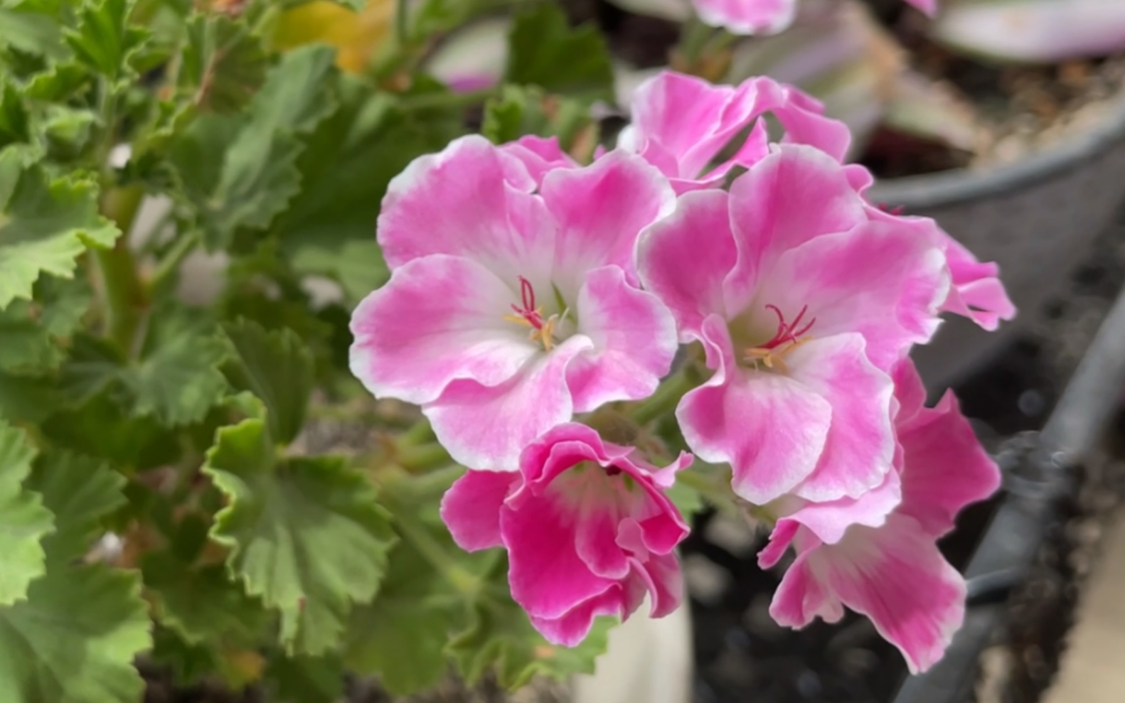 【日常】天竺葵-百慕大玫红-绽放