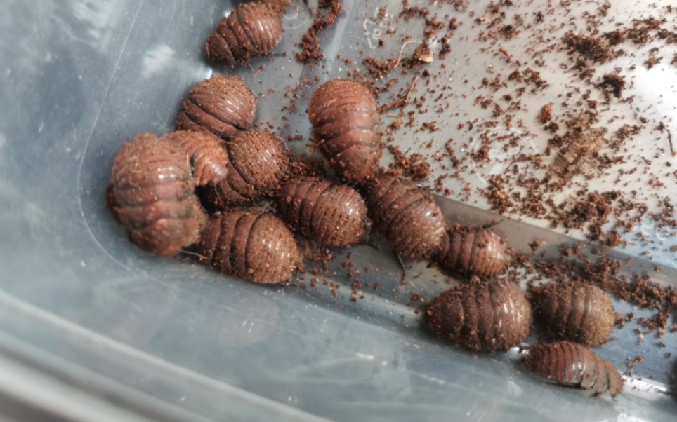 【多米诺蟑螂】#3 感觉快要成体了,换到大巢