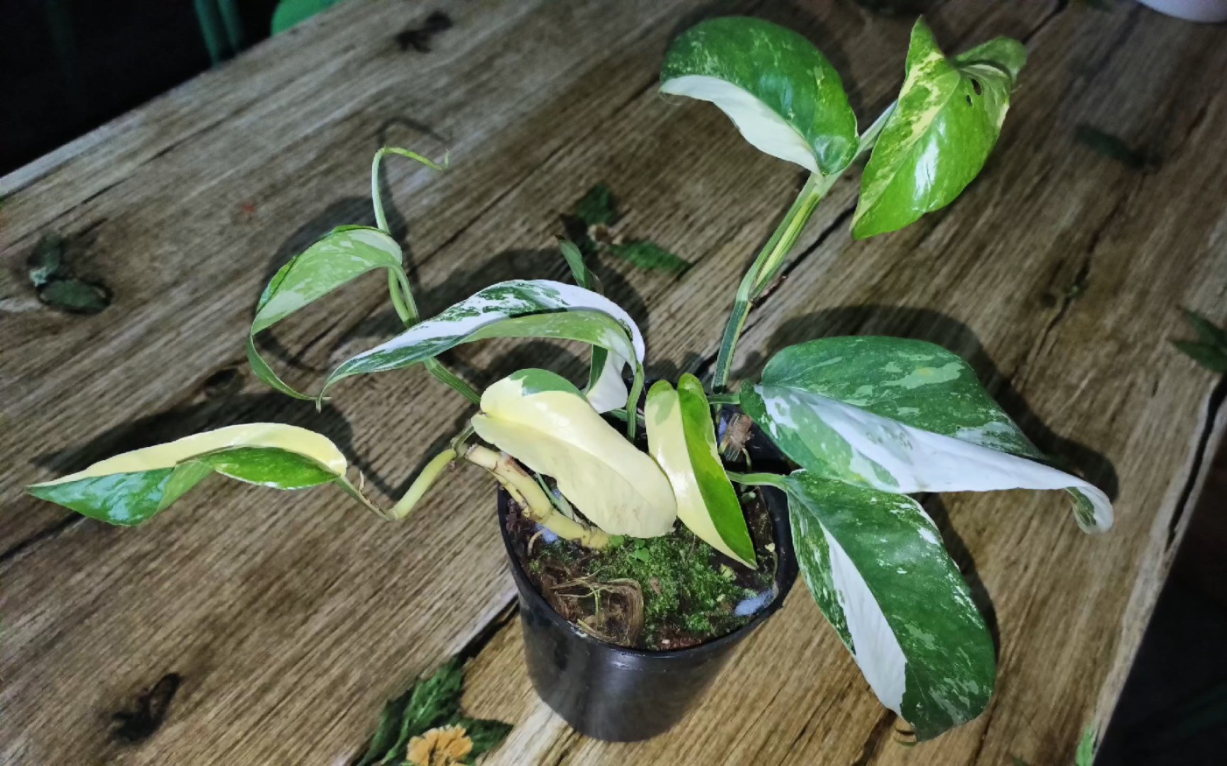 惊喜,29.8的白锦麒麟尾到家了,锦化程度太棒了