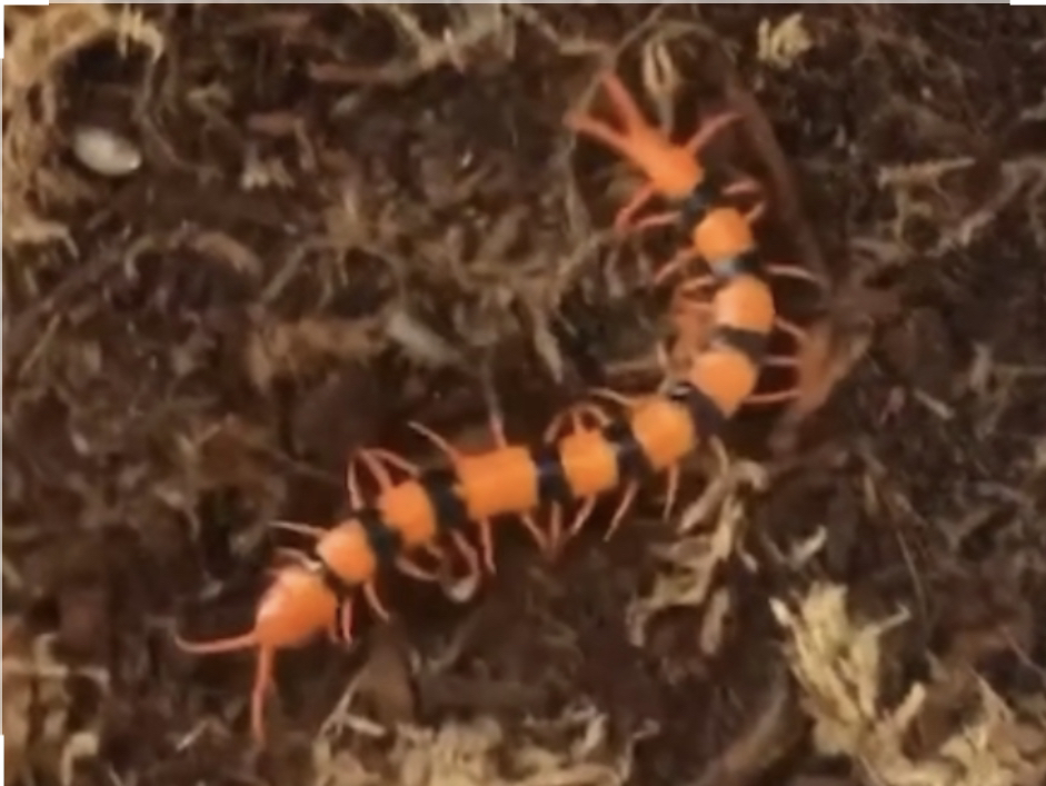 哈氏蜈蚣 印度瑰宝蜈蚣喂食秀 Scolopendra hardwicki (yt@Basin79哔哩哔哩bilibili