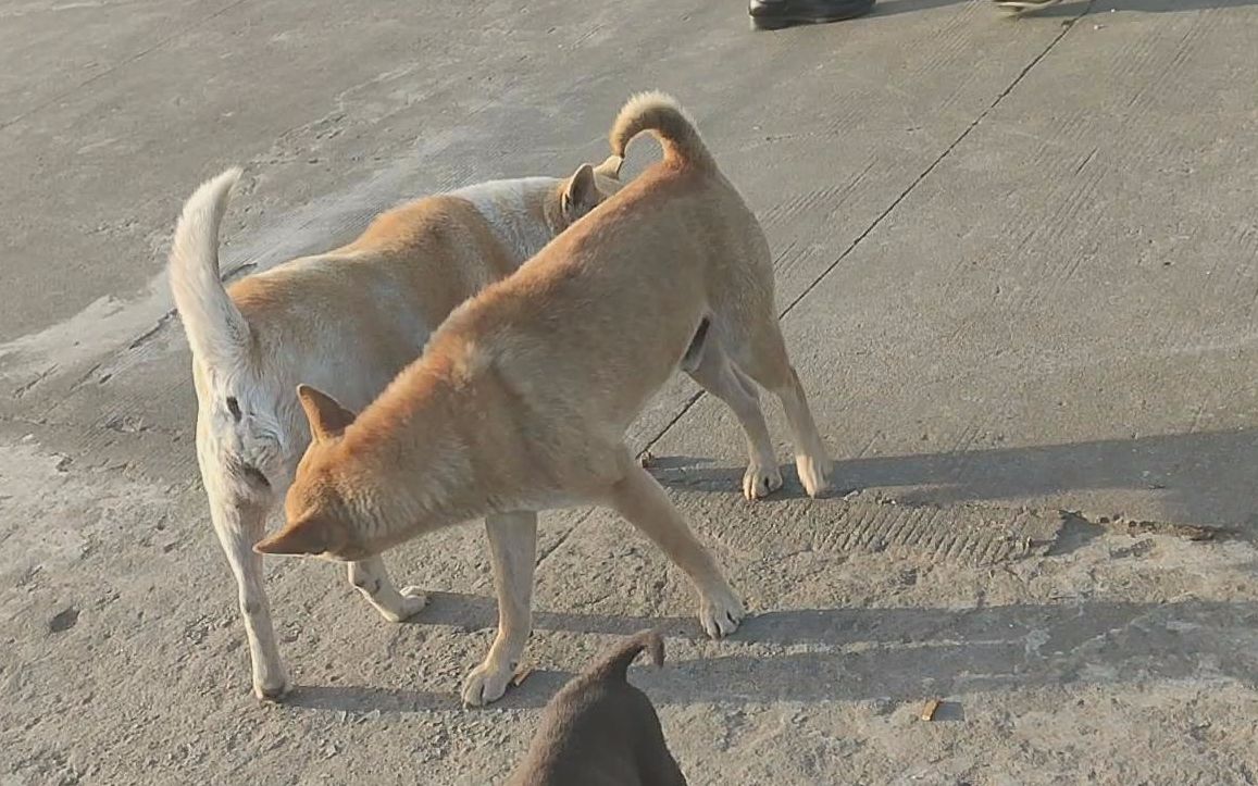 60斤母土狗生宝宝第十天,三条最大骨小奶狗等主人