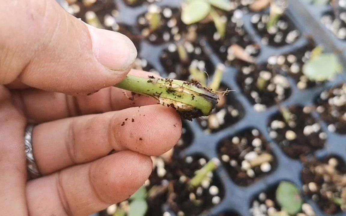 生根粉对扦插有没有用处看看这爆裂的愈伤组织你就明白了