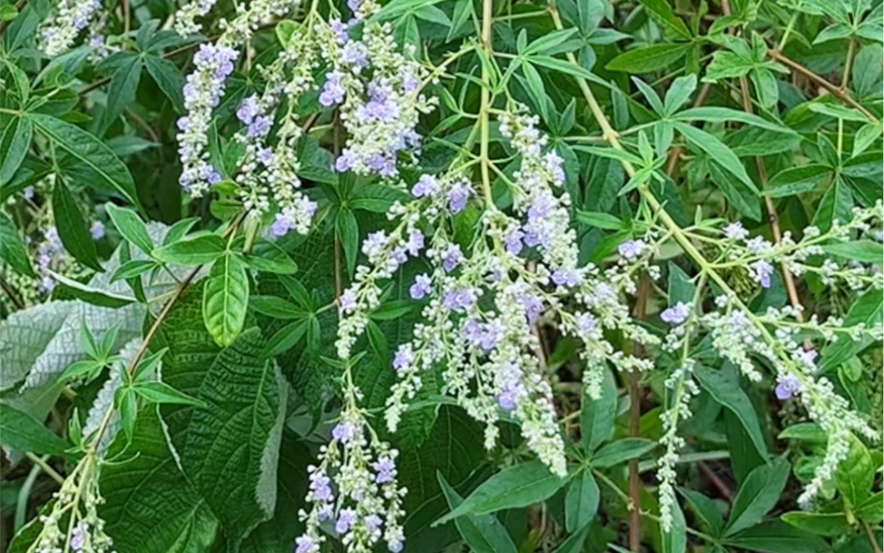 黃荊葉你知道嗎?