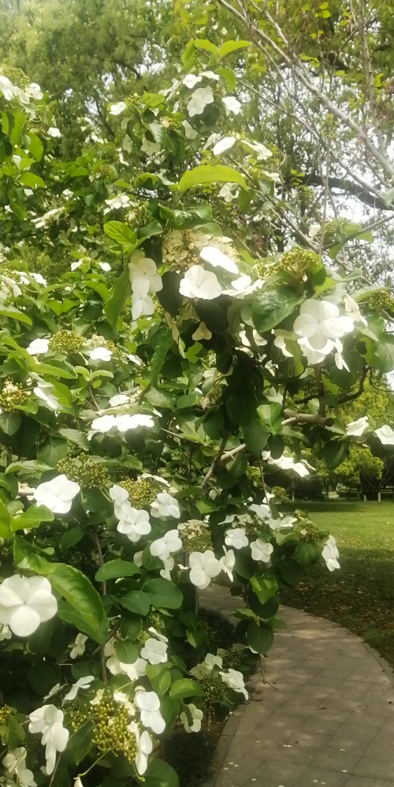 "东风万木竞纷华,天下无双独此花"——长沙紫凤公园琼花盛放