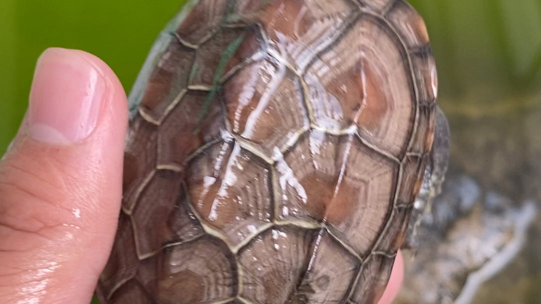 绿水养的拉链对称错甲的小草龟