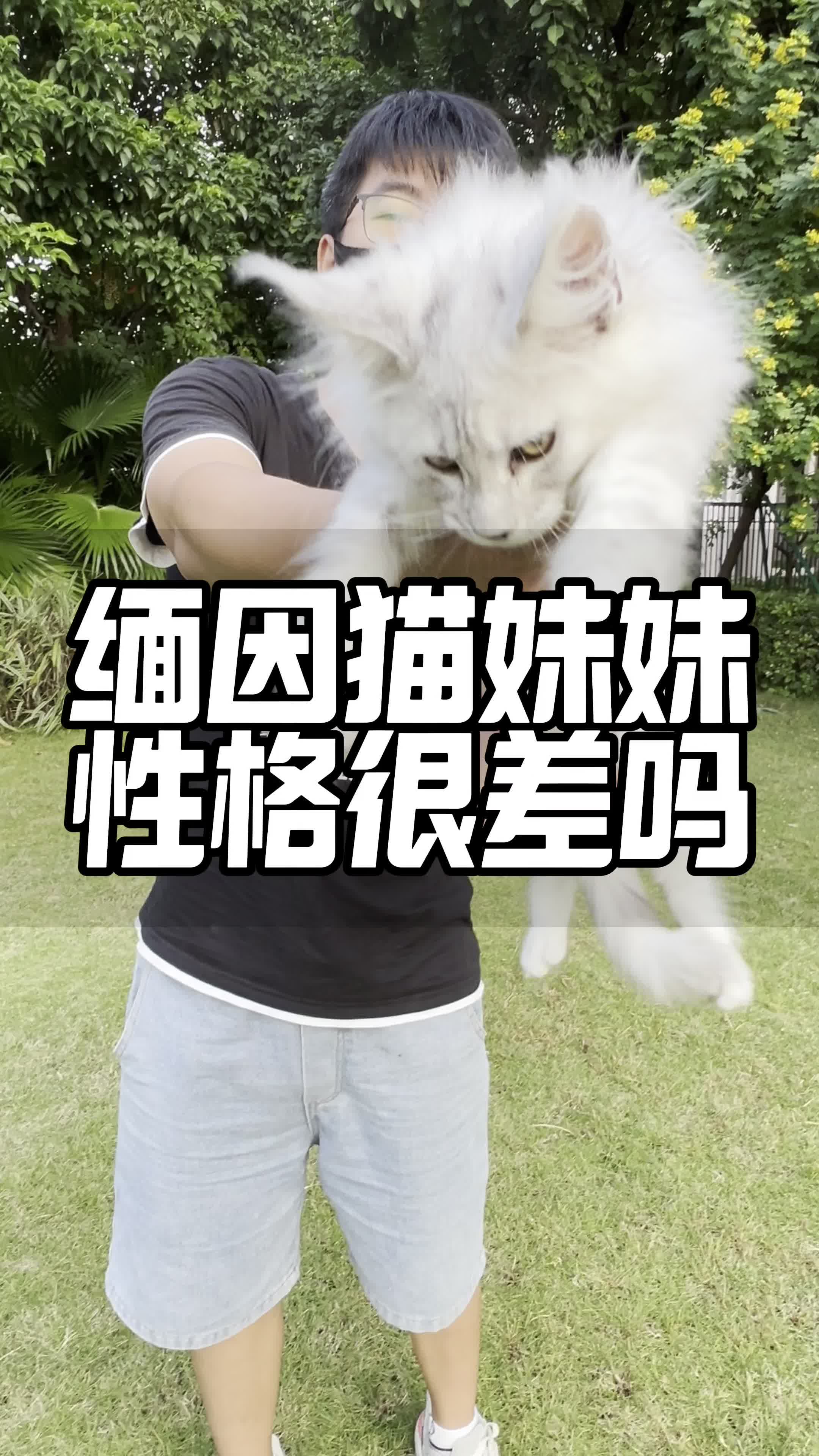 缅因猫性格图片