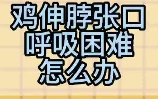 鸡伸脖张口呼吸困难怎么办鸡喉咙呼噜噜吃什么小鸡老是伸脖子张嘴哔哩哔哩bilibili