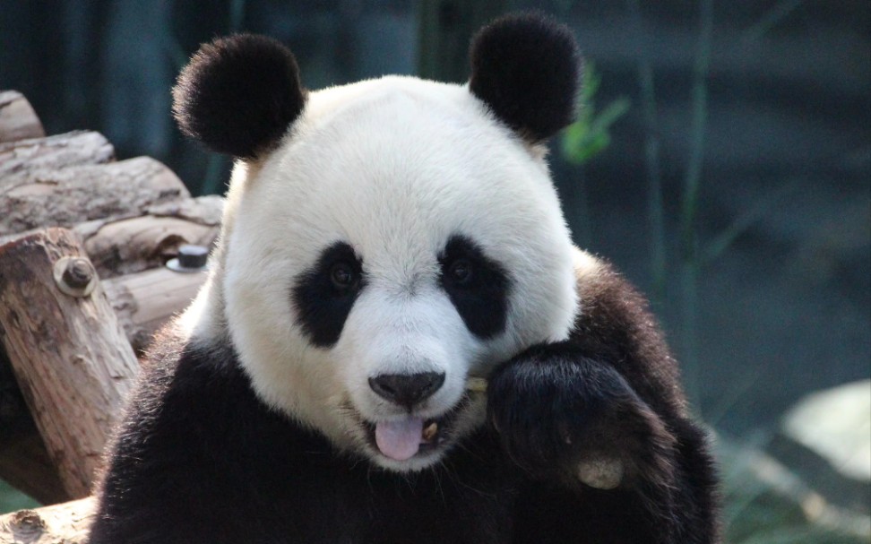 大熊猫妙音 转战室内吃笋笋