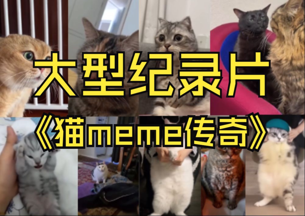 [图]大型纪录片之《猫meme》传奇 持续为您播出