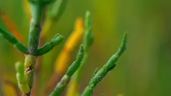 Video herunterladen: 荒漠植物 美在新疆 | 沙漠里的盐生植物