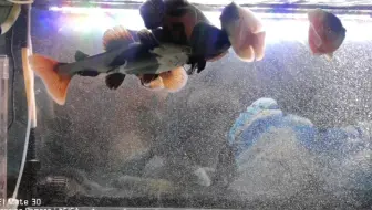 地图鱼和招财猫终于入缸了 全员恶人进去就怂的一匹 等它们适应新缸吧 哔哩哔哩 Bilibili