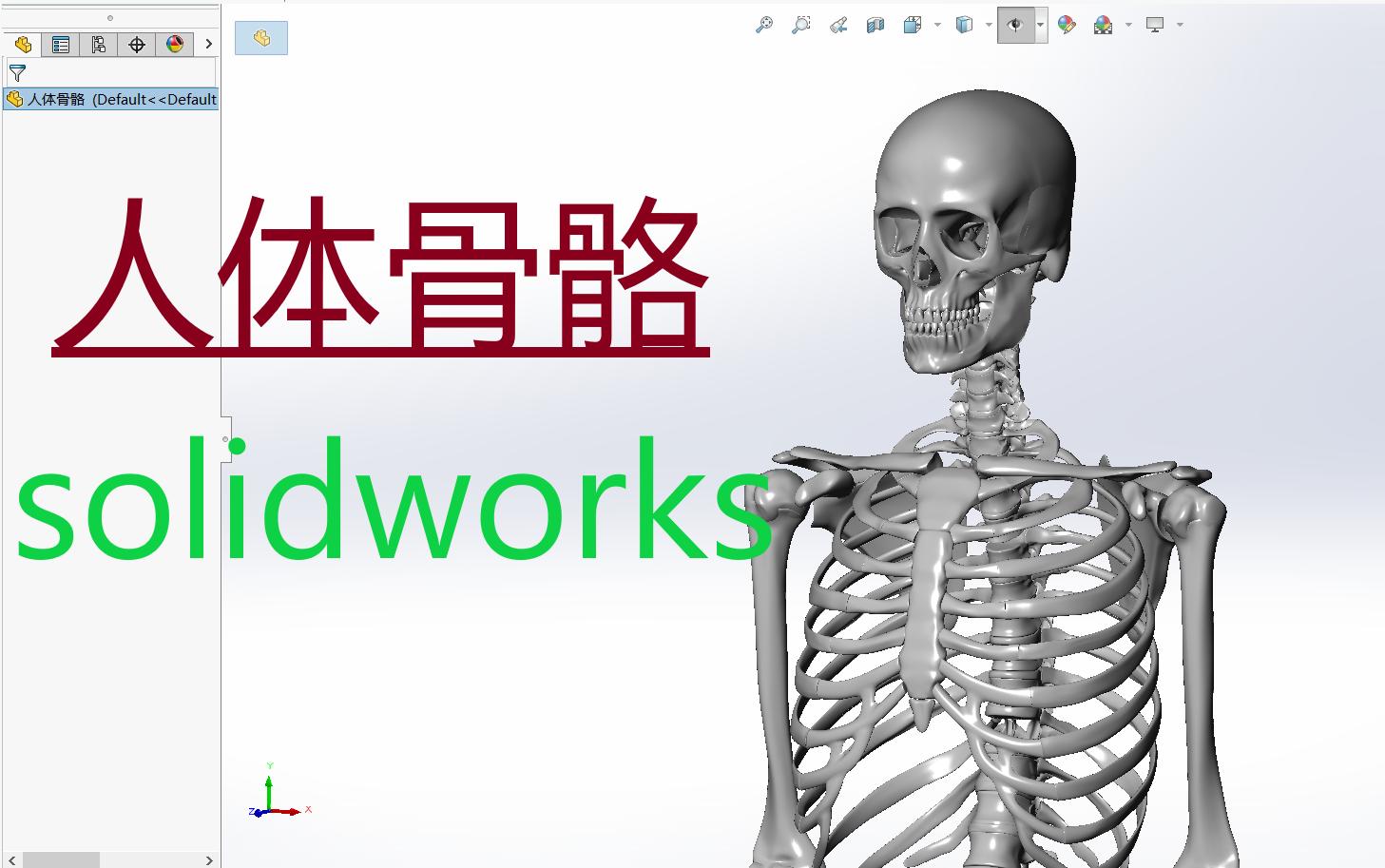 这是条露骨的视频 ,未成年人慎入 【人体骨骼】solidworks模型(可分享)点赞超五千,3D打印出来评论区抽一粉丝送.哔哩哔哩bilibili