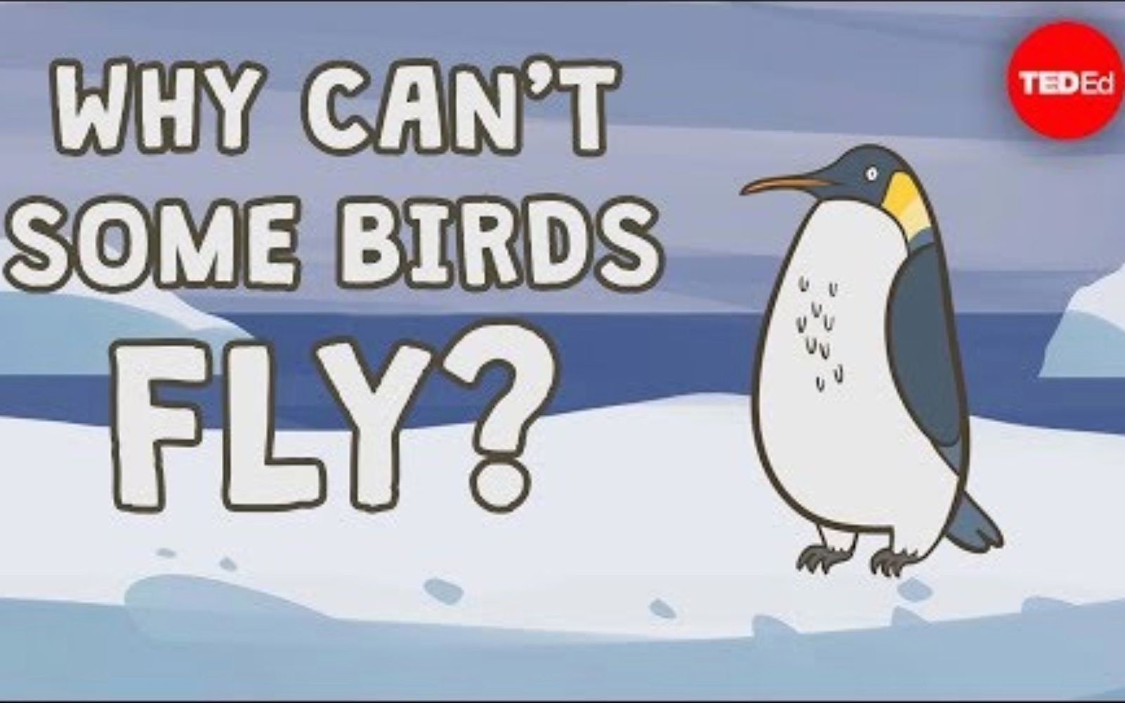 [图]【Ted-ED】为什么有的鸟不会飞 Why Can't Some Birds Fly