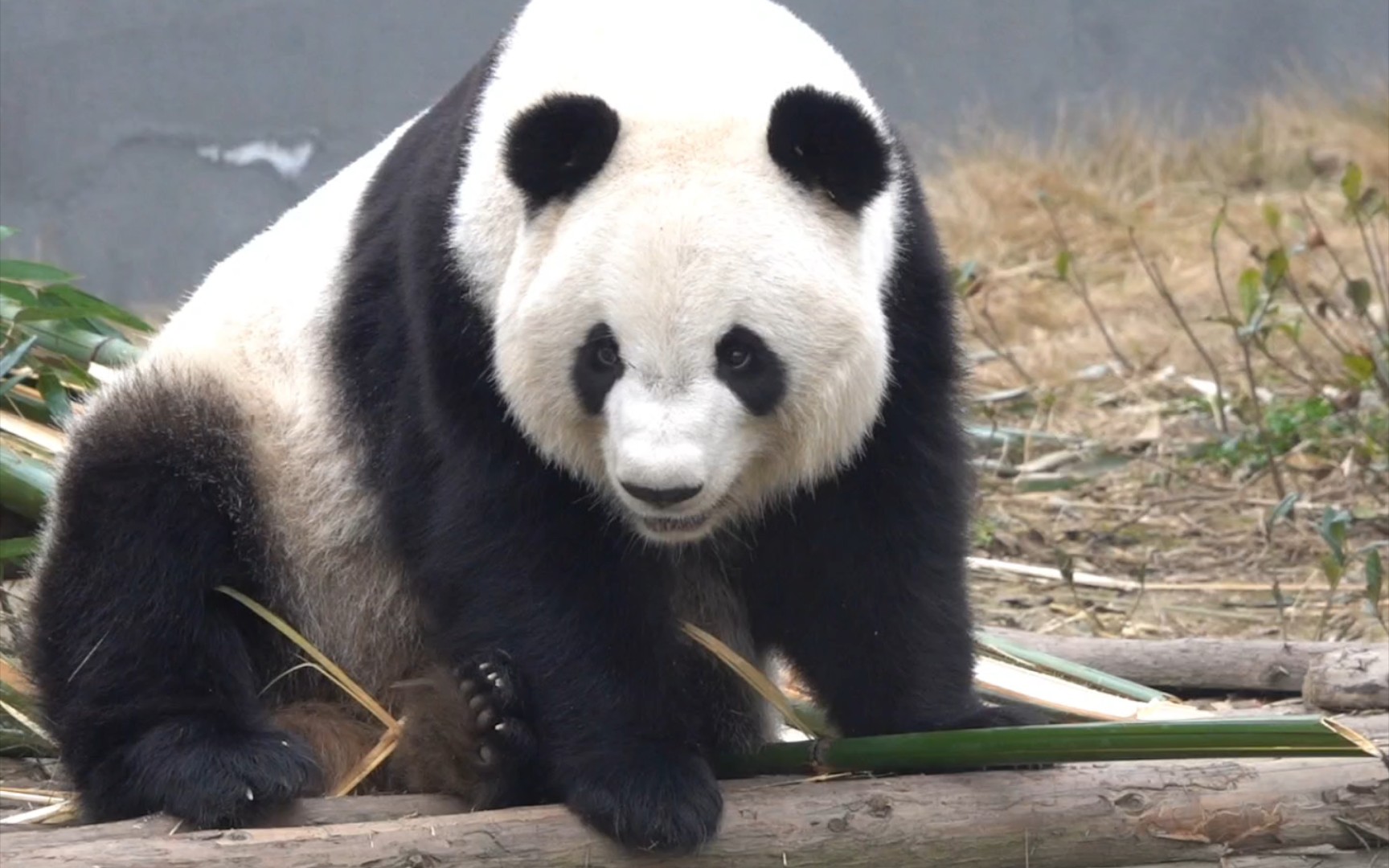 今天的来来要对妈妈说,一切都好!(大熊猫福来)