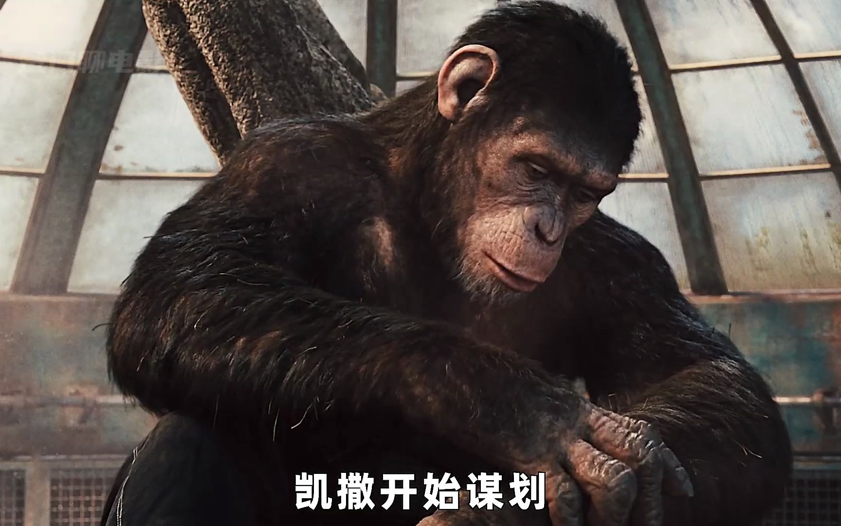当凯撒喊出那句"no!"时.整个世界都安静了!《猩球崛起》