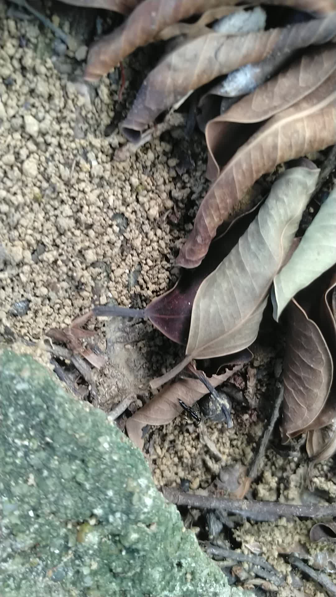 大家看是不是基氏细猛蚁?野外拍的