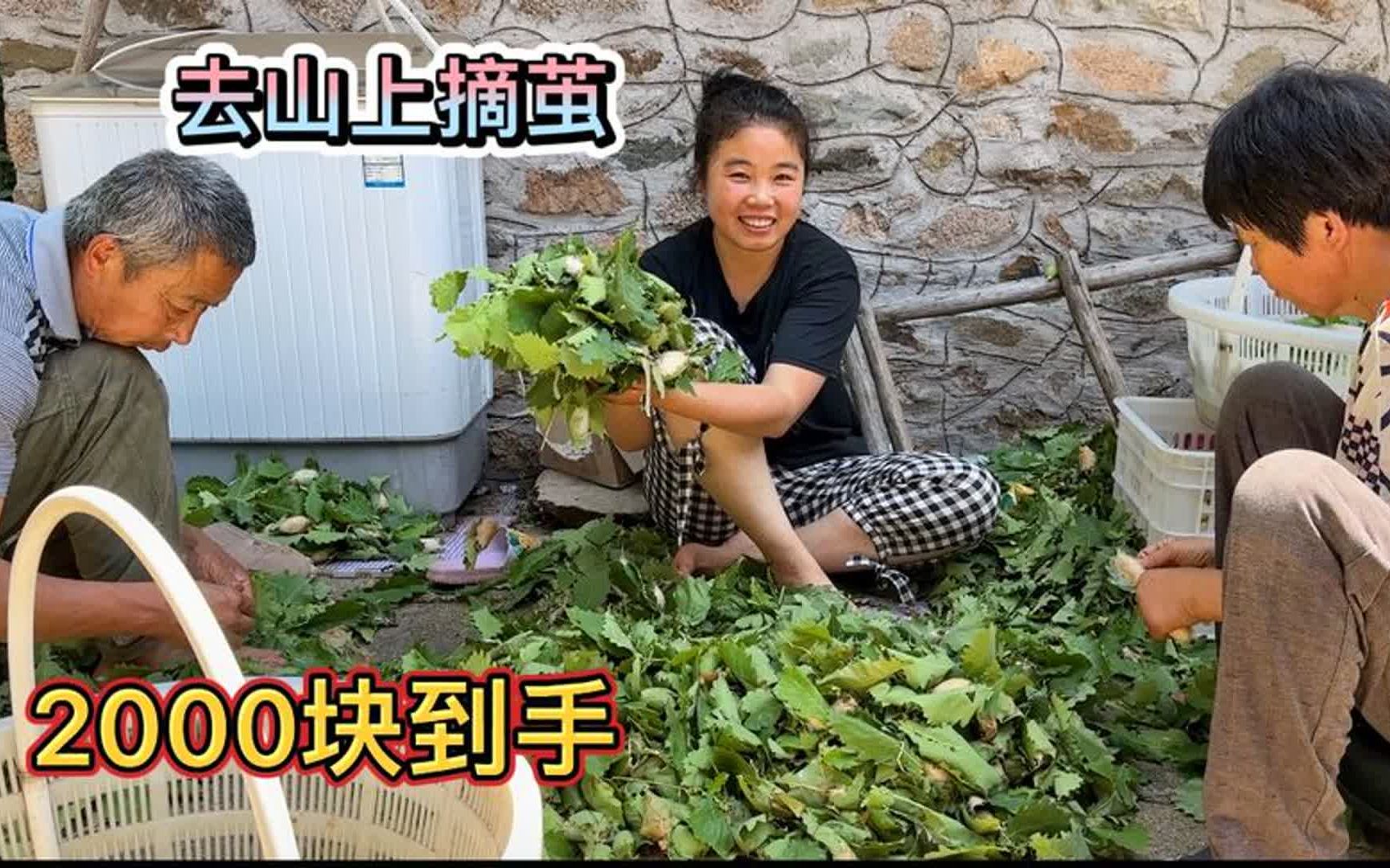 山里蚕宝宝吐丝做茧,仨人去摘回家倒一地,2000块到手这可真值钱哔哩哔哩bilibili