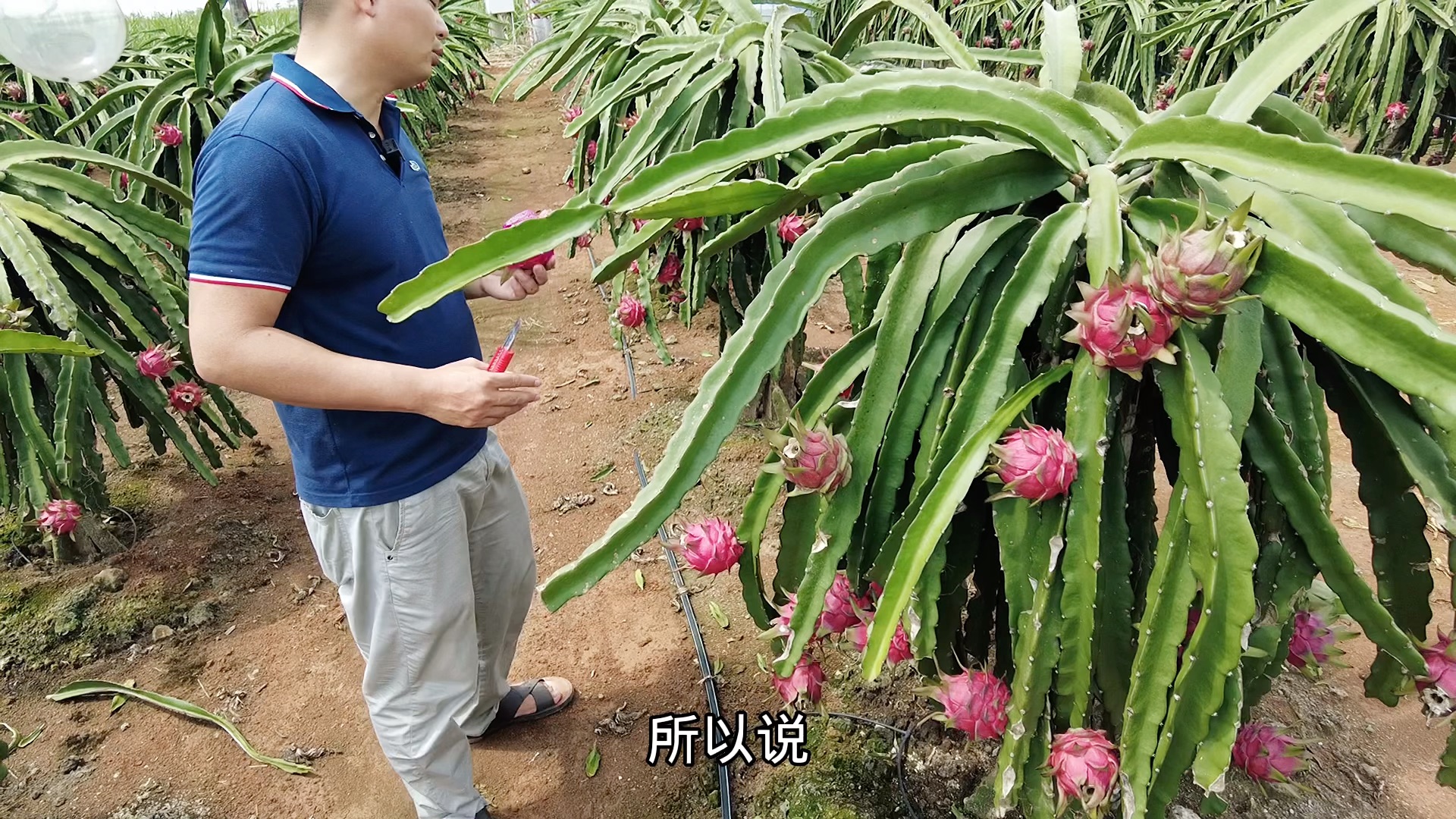 楼顶露台都适合种植火龙果,浅根系易种植品种还多不愧是懒人水果哔哩哔哩bilibili