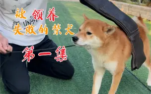 Download Video: 被领养失败的柴犬第一集