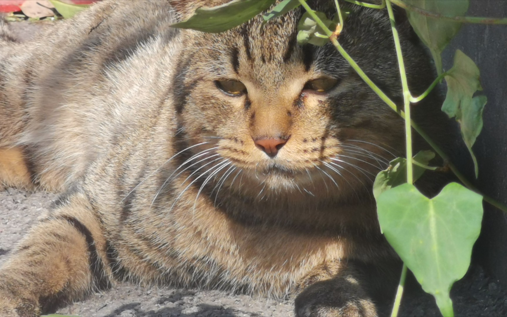 狸!花!猪!咪!
